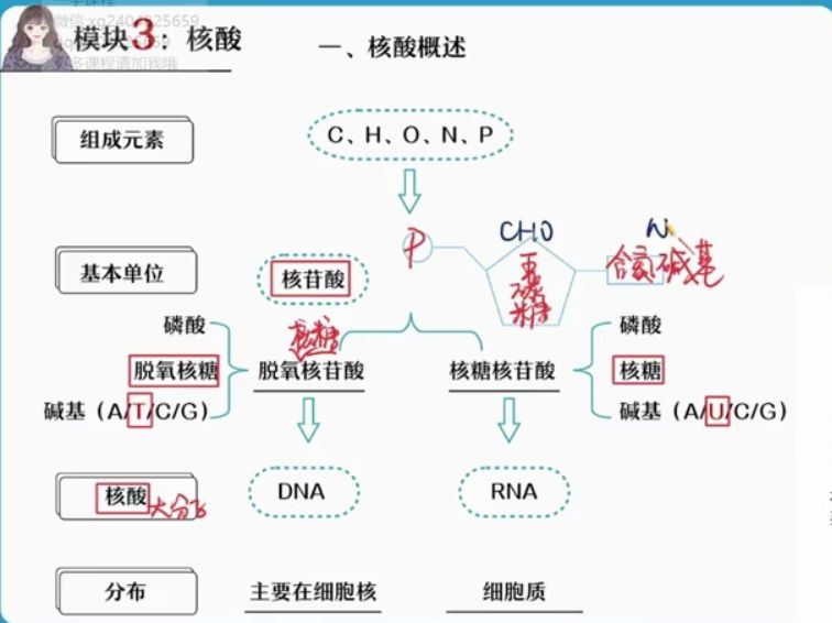 2022段瑞莹高三生物暑假班 视频截图