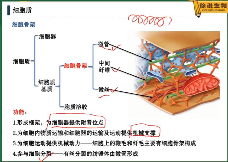 2022高考徐京生物全国版 视频截图