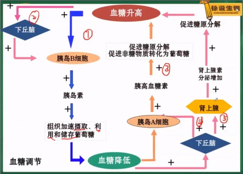 徐京高二生物精讲班 视频截图