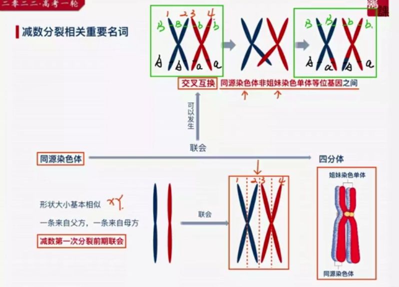 2022年高考张鹏生物一轮复习985暑假班 视频截图